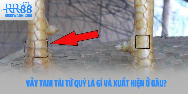 Vảy Tam Tài Tứ Quý là gì và xuất hiện ở đâu? Vảy Tam Tài Tứ Quý là gì và xuất hiện ở đâu?
